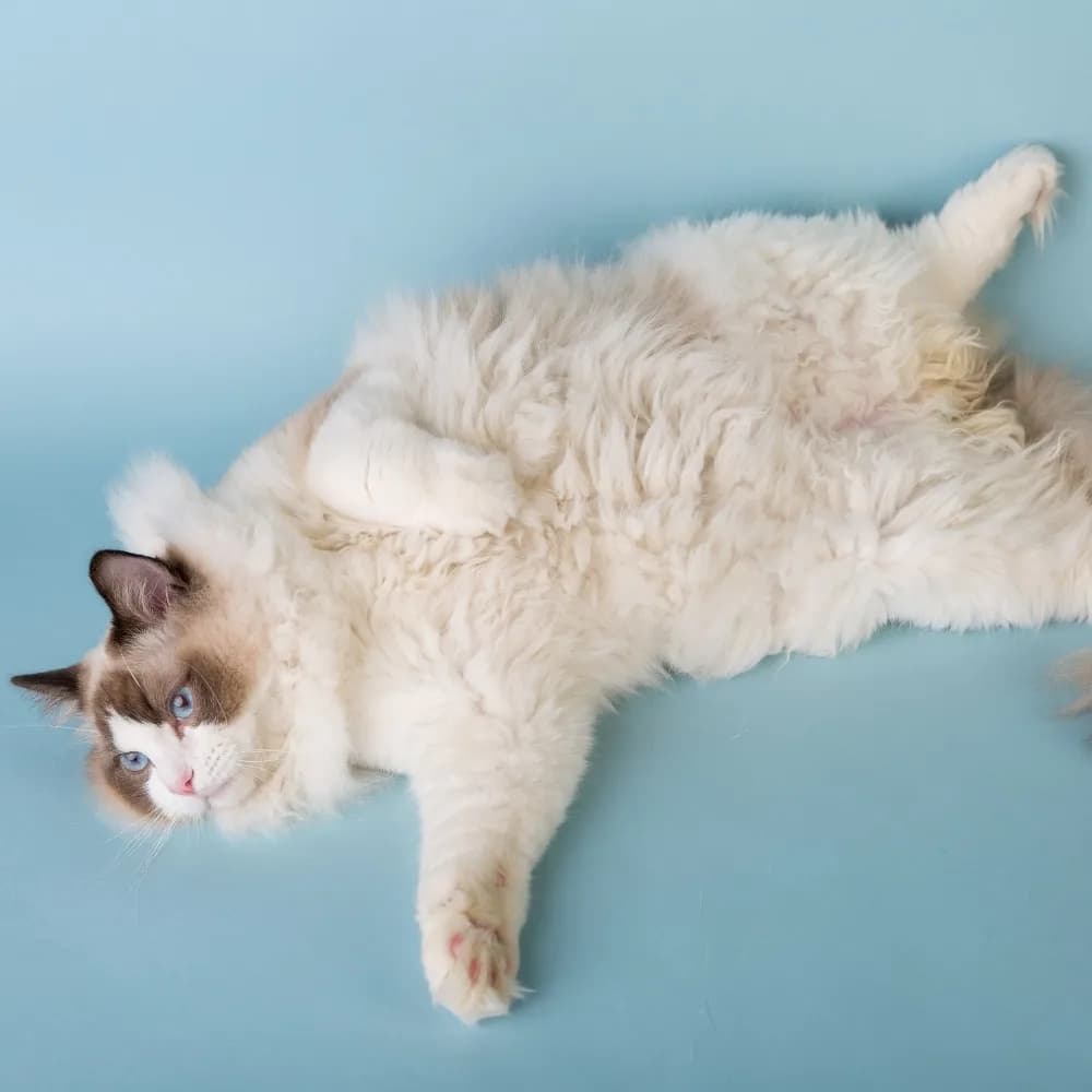 Ragdoll — registro 04