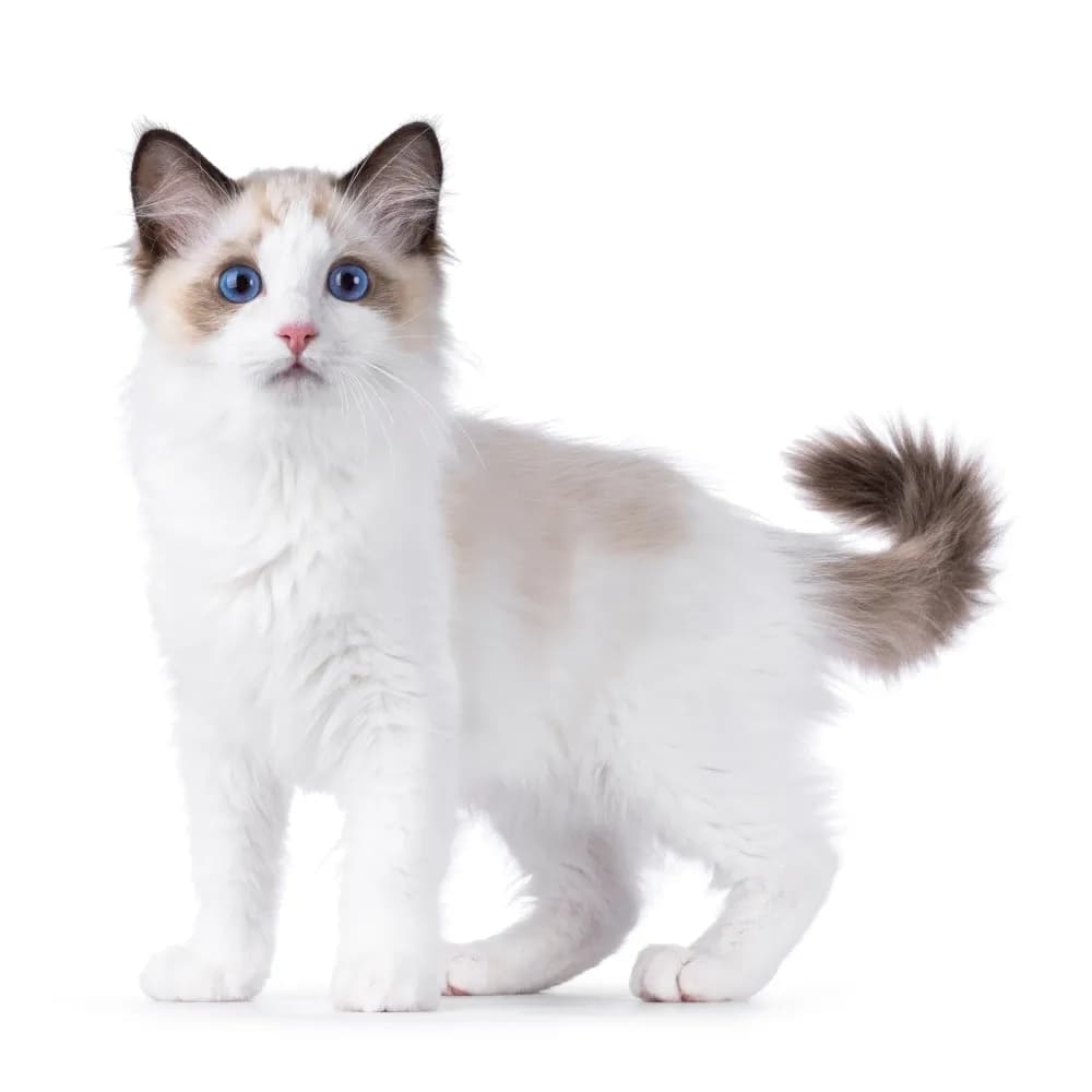 Ragdoll — filhote