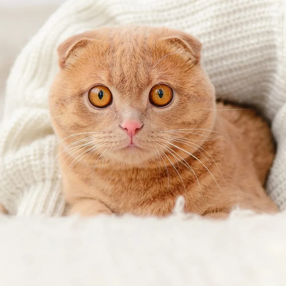 Scottish Fold — registro 01