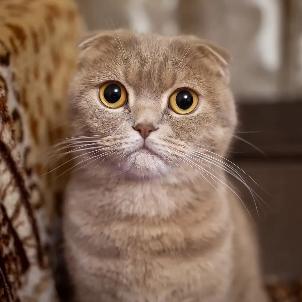 Scottish Fold — registro 02