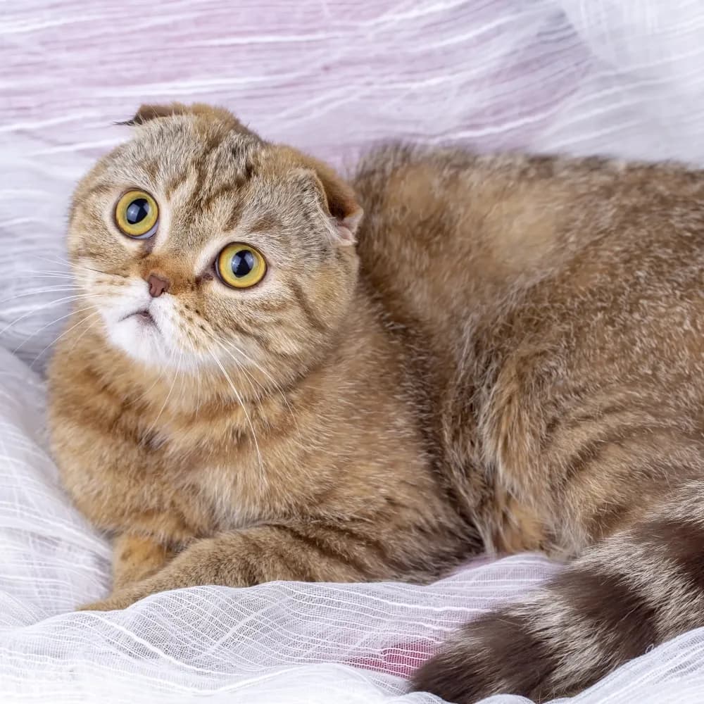 Scottish Fold — registro 03