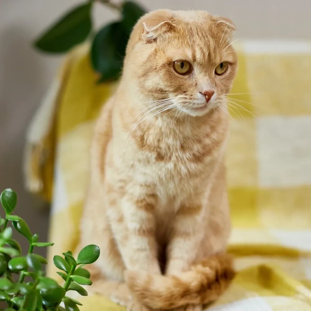 Scottish Fold — registro 04