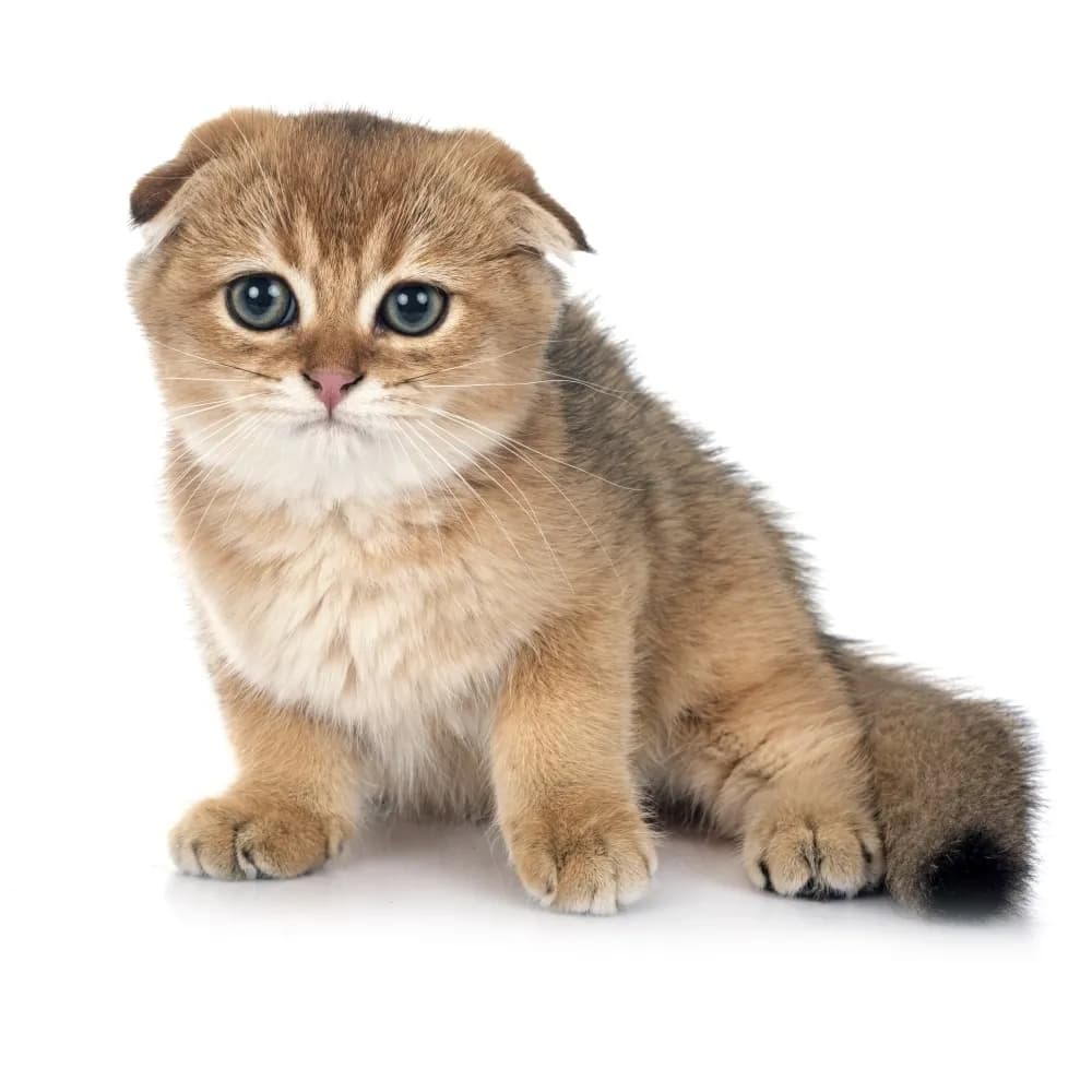 Scottish Fold — filhote