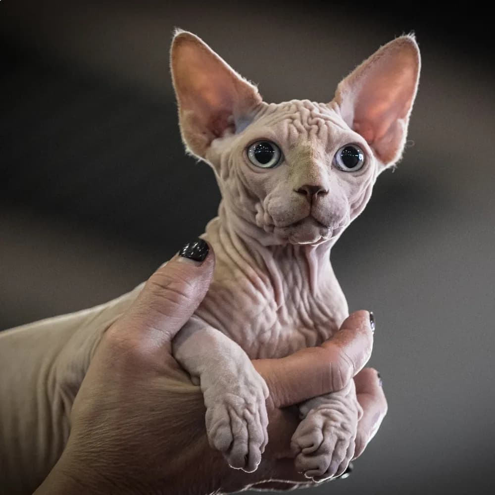 Sphynx — registro 01