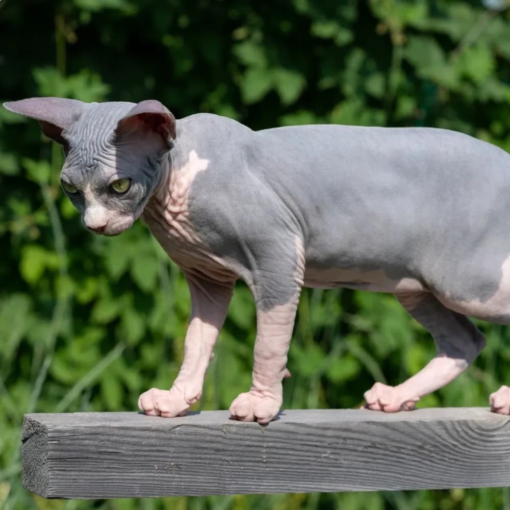 Sphynx — registro 03