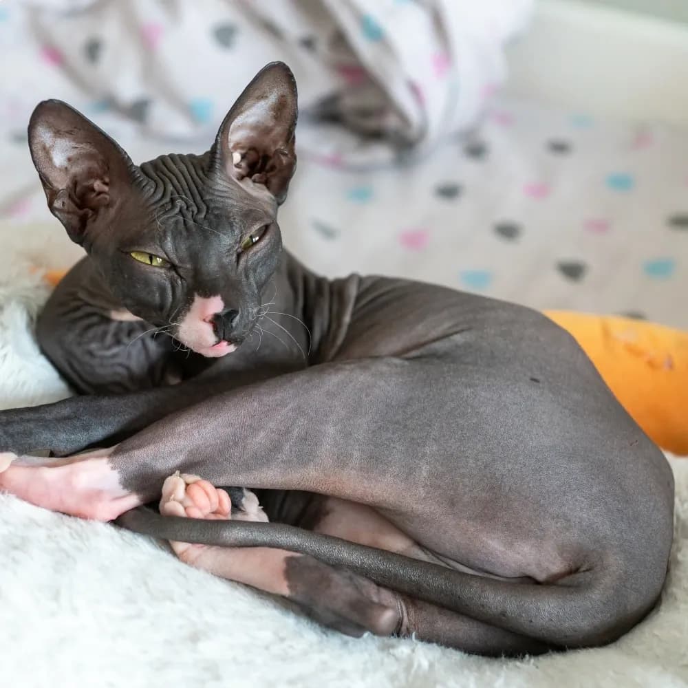 Sphynx — registro 04