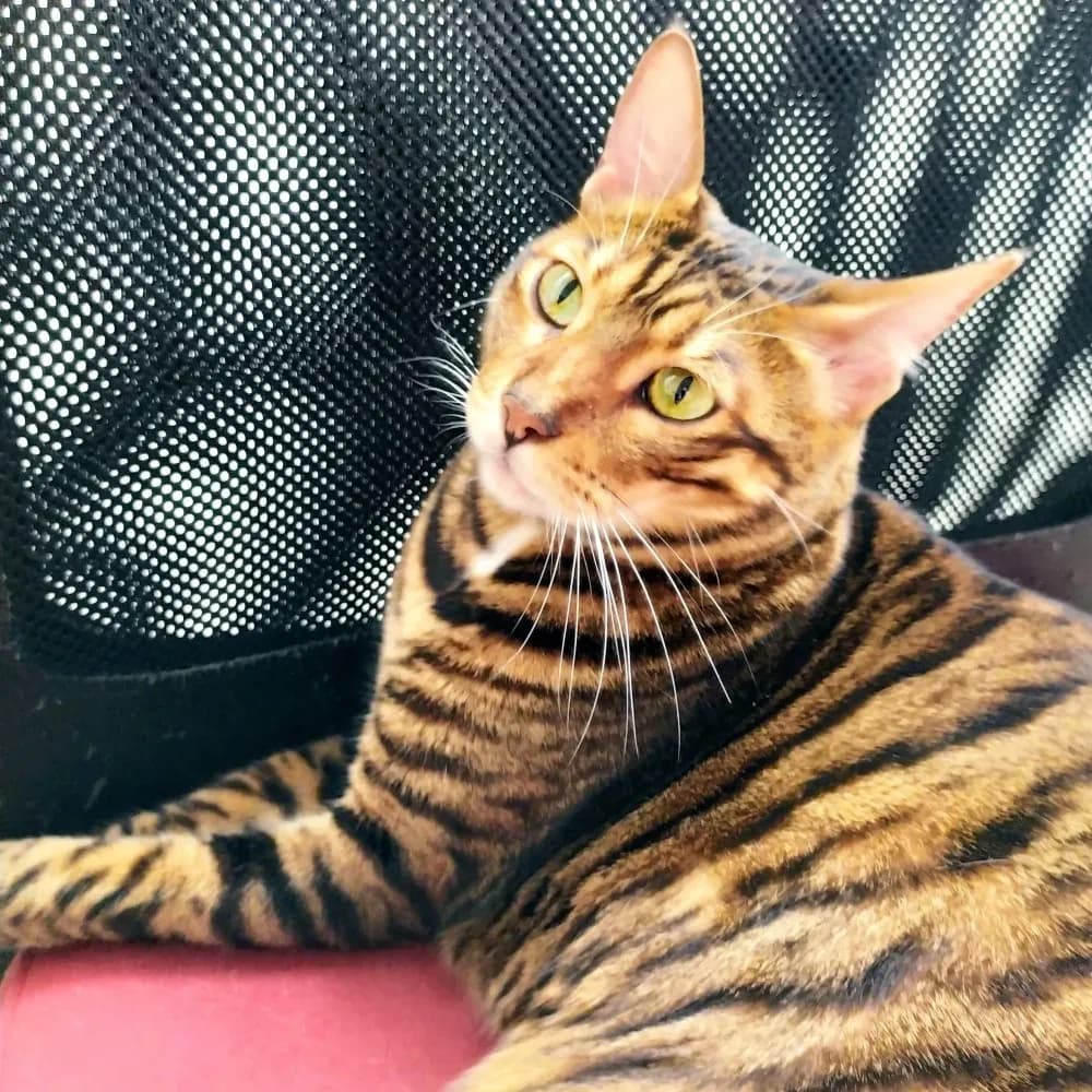 Toyger — registro 02