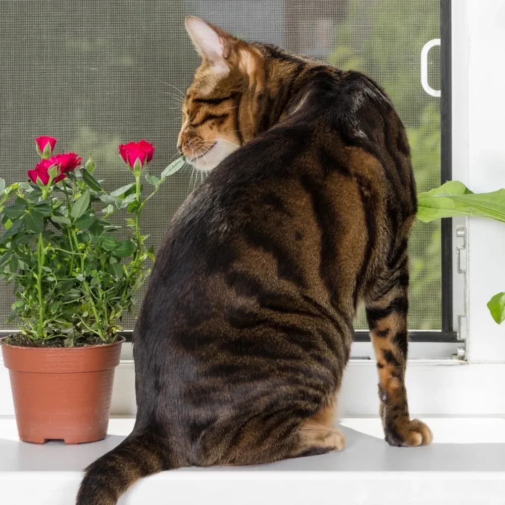 Toyger — registro 03