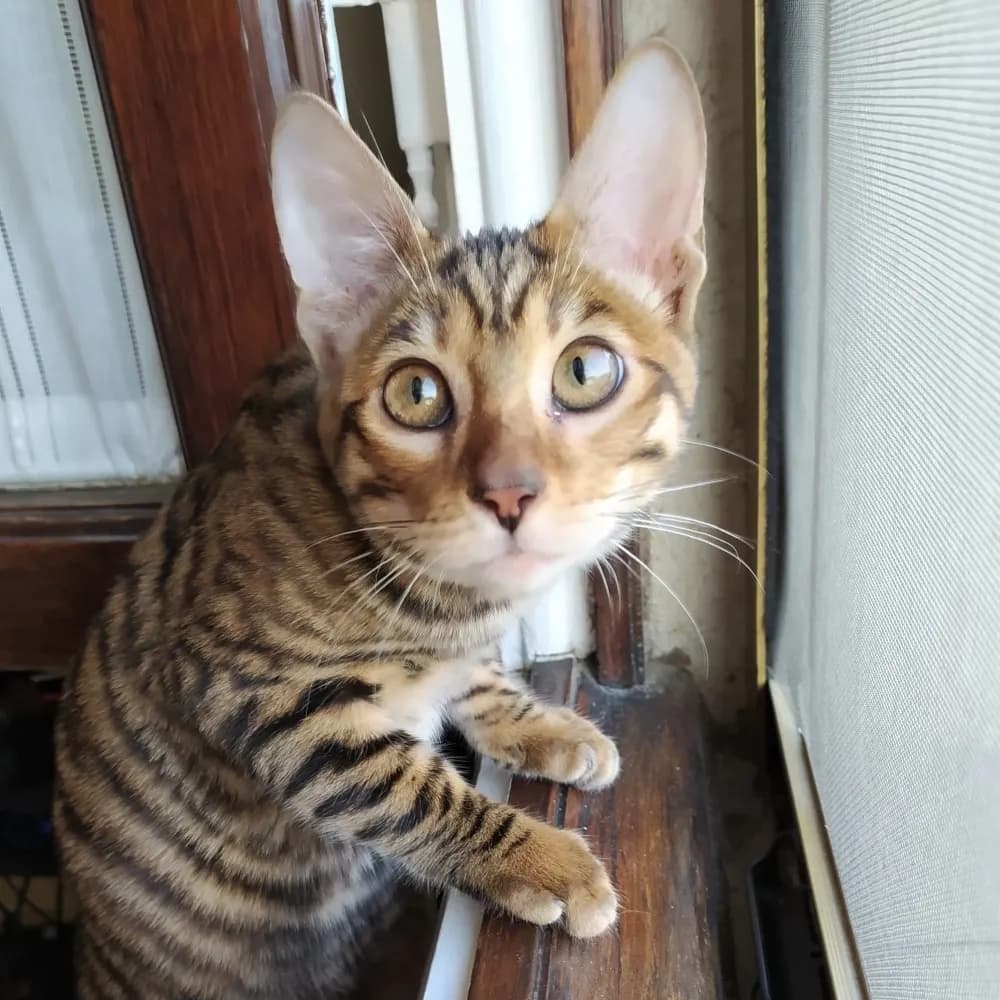Toyger — registro 04
