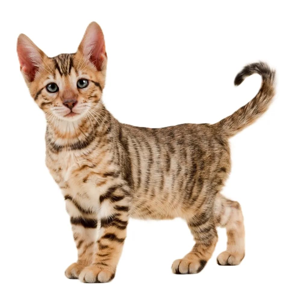 Toyger — filhote