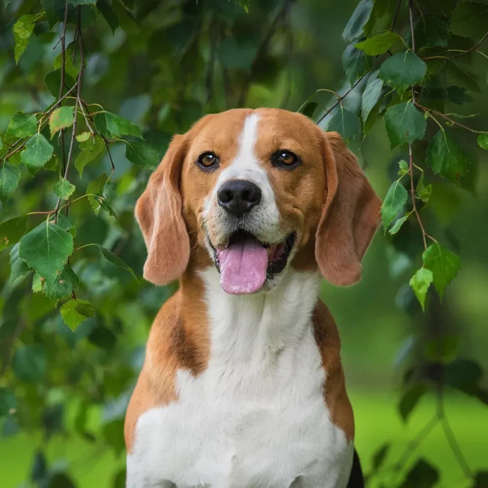 Beagle — registro 02