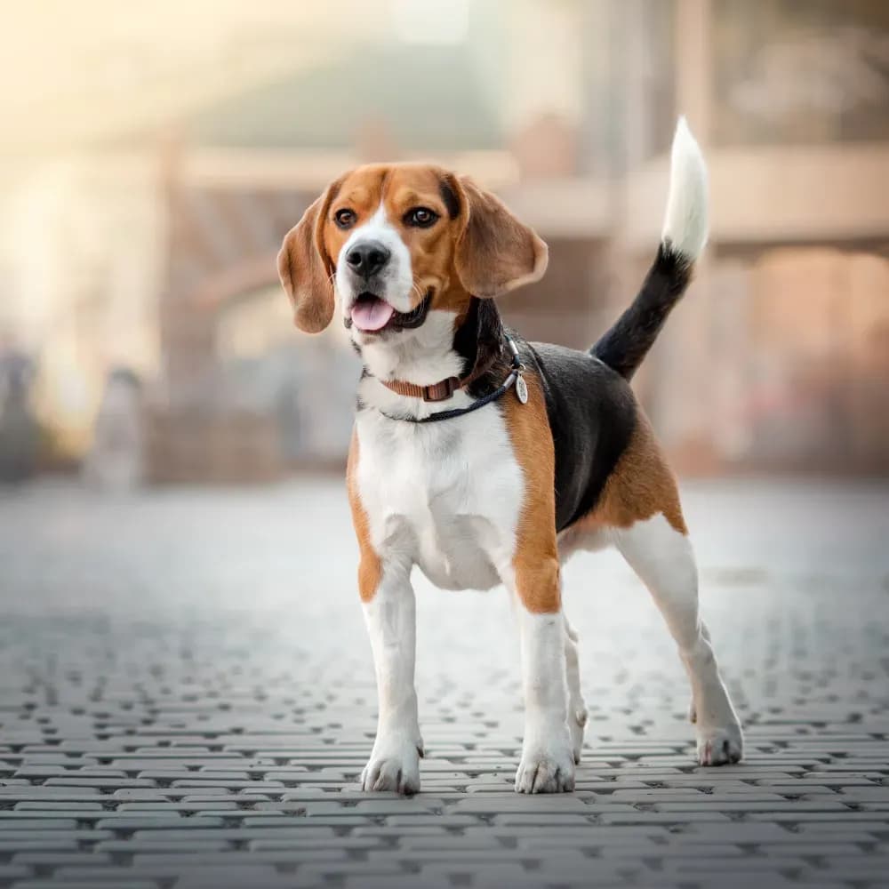 Beagle — registro 03