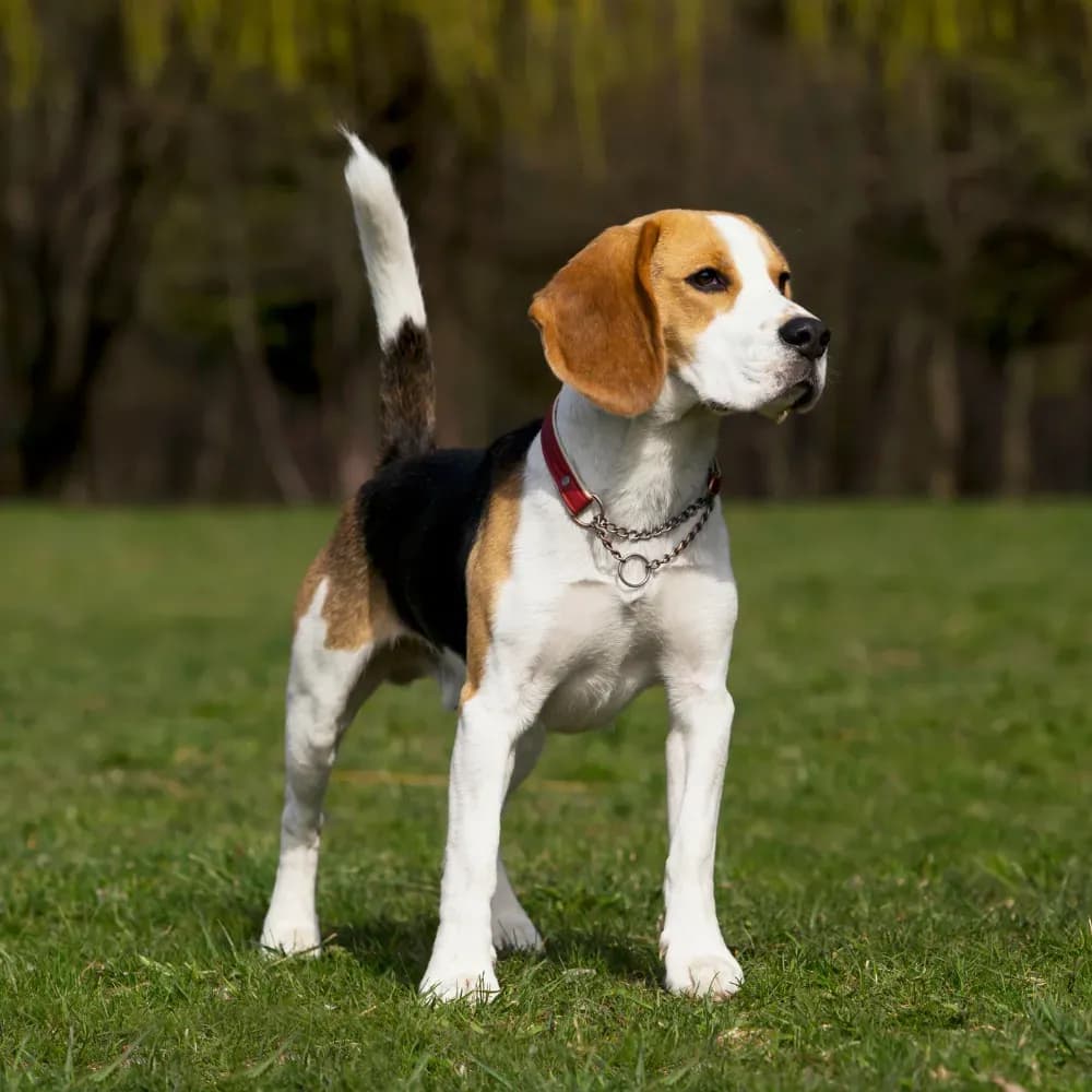 Beagle — registro 04
