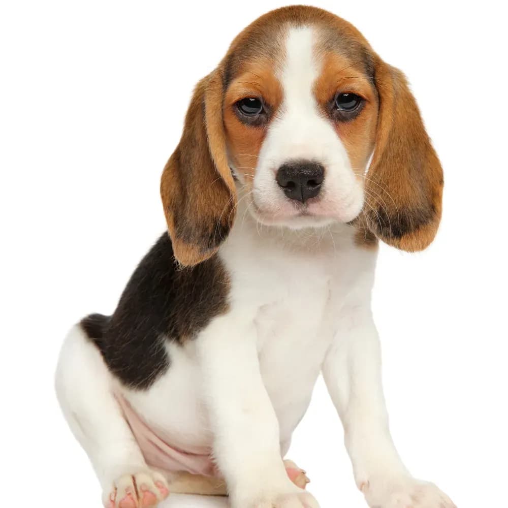 Beagle — filhote