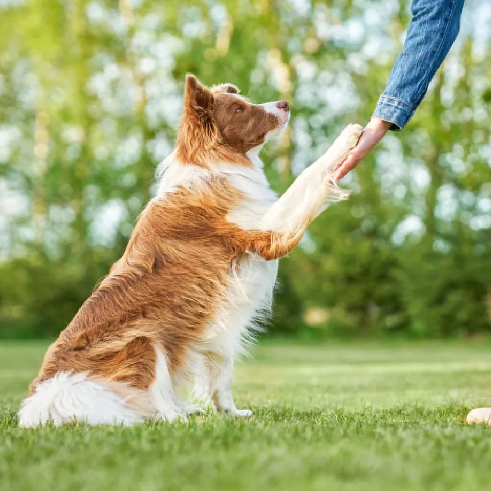 Border Collie — registro 01