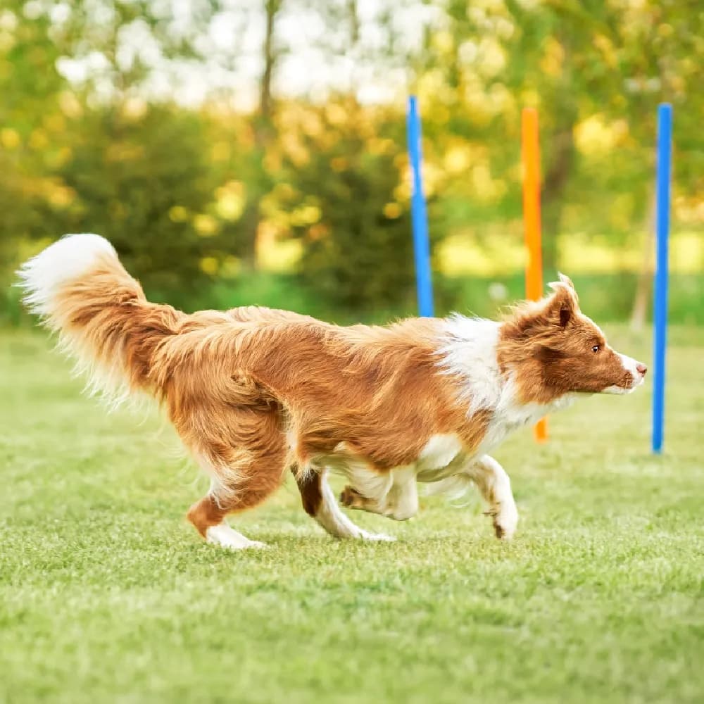 Border Collie — registro 02