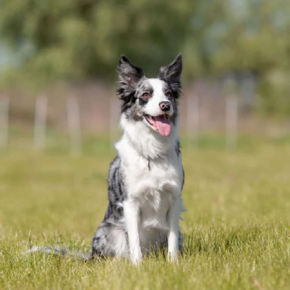 Border Collie — registro 03