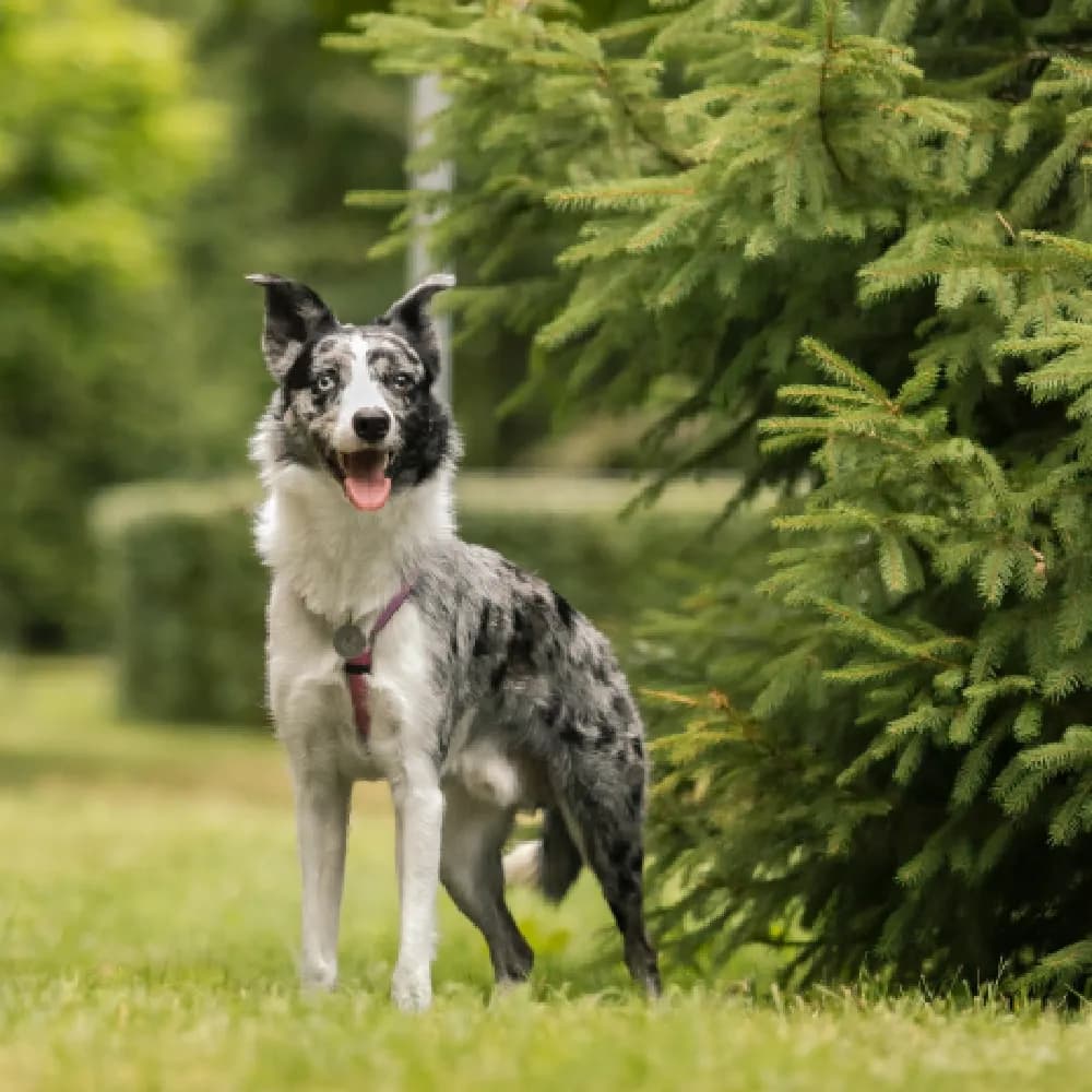 Border Collie — registro 04
