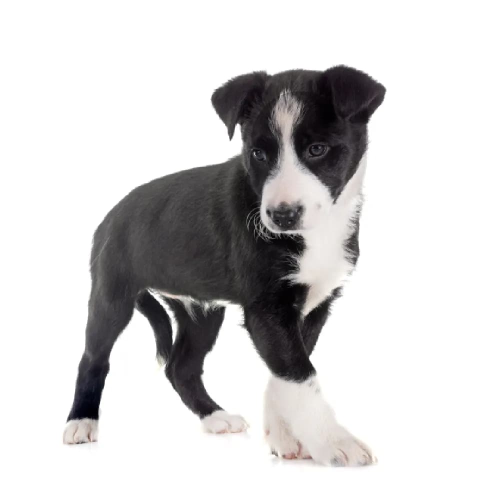 Border Collie — filhote