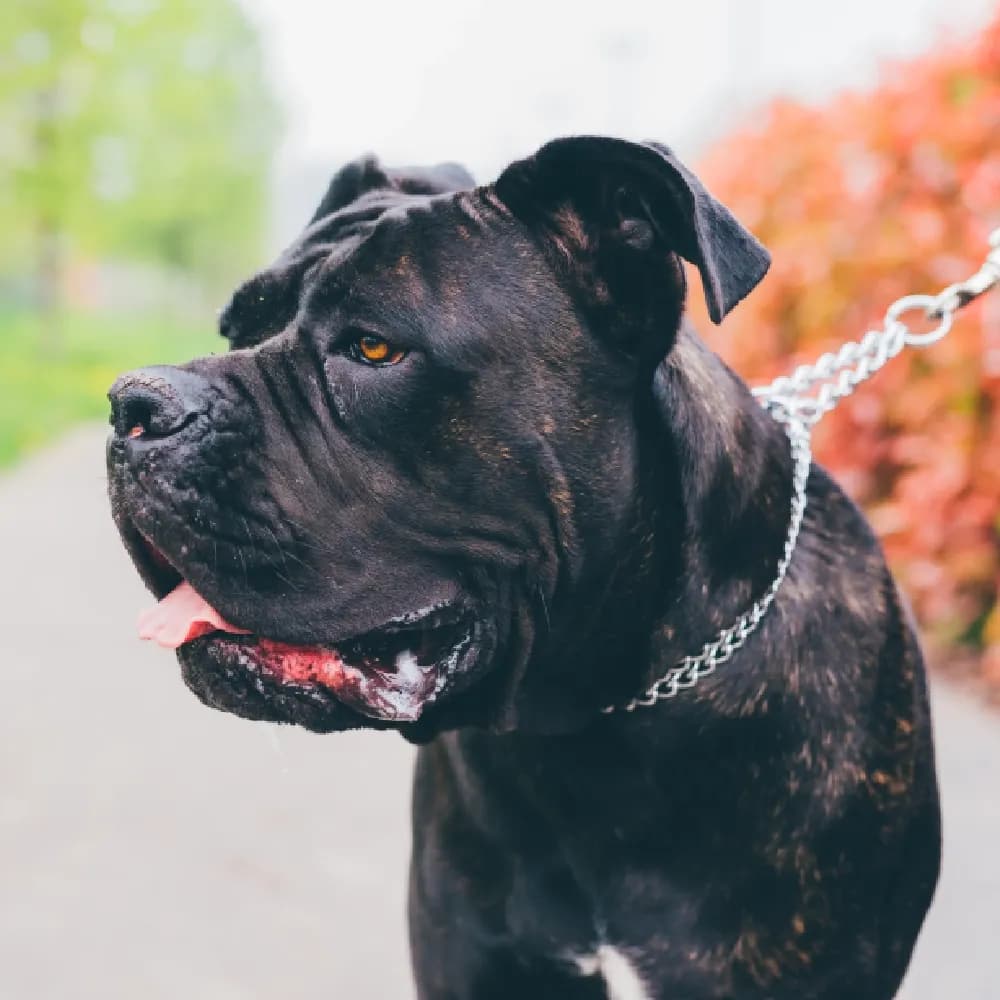 Cane Corso — registro 01