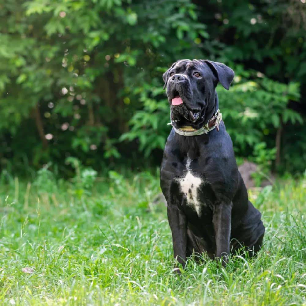 Cane Corso — registro 02