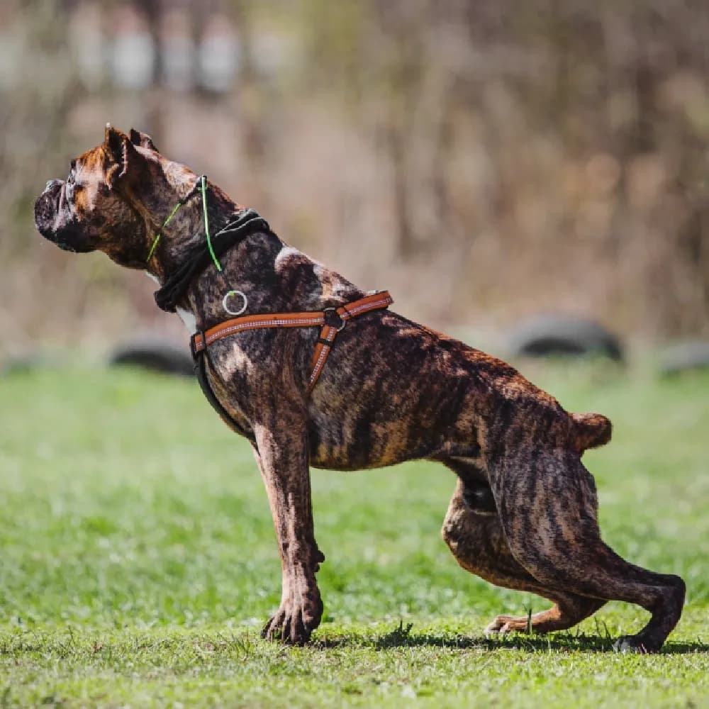Cane Corso — registro 03