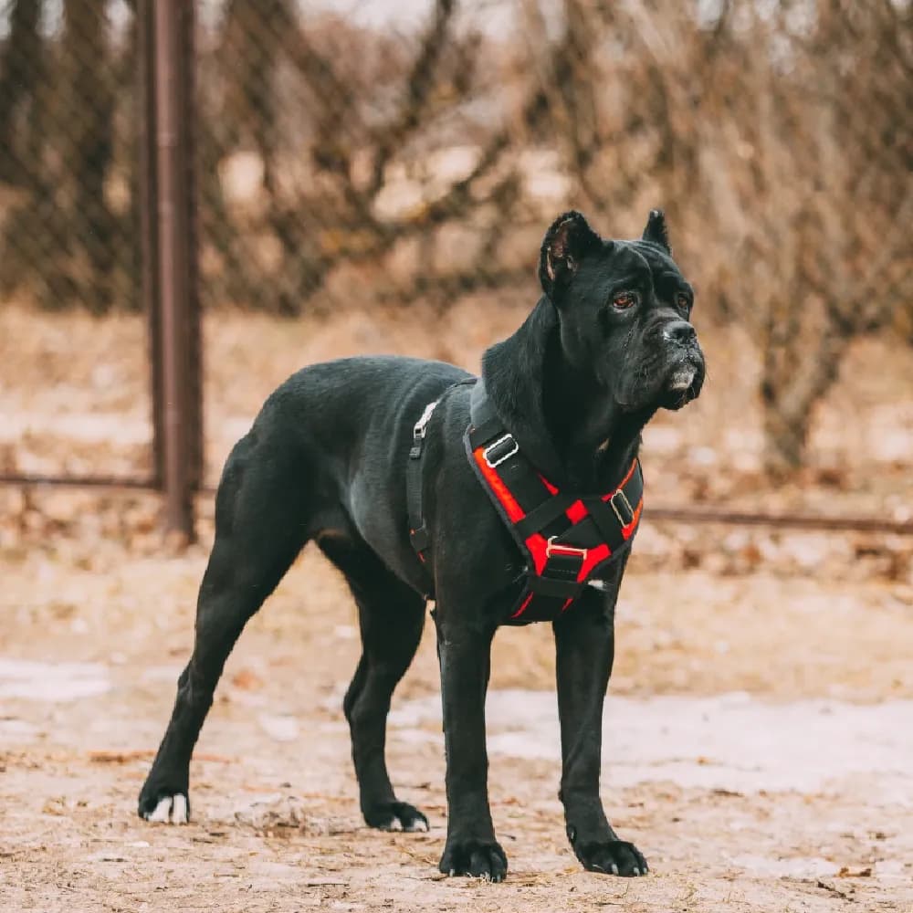 Cane Corso — registro 04