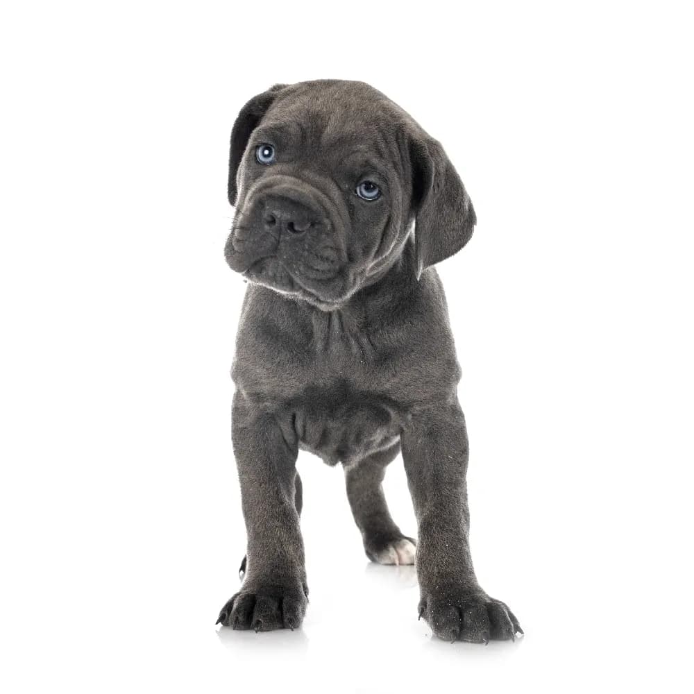 Cane Corso — filhote