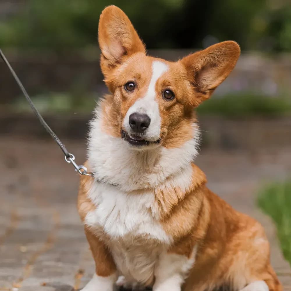 Welsh Corgi Pembroke — registro 01