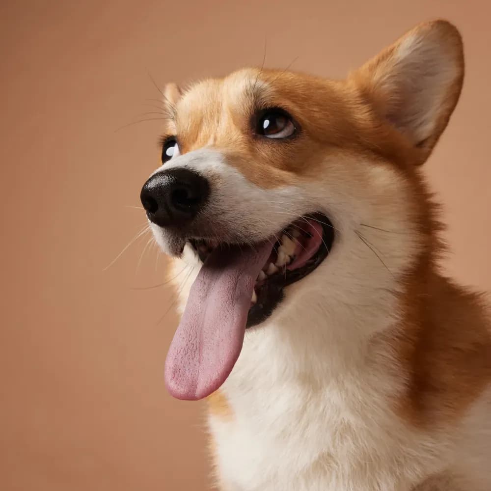 Welsh Corgi Pembroke — registro 02