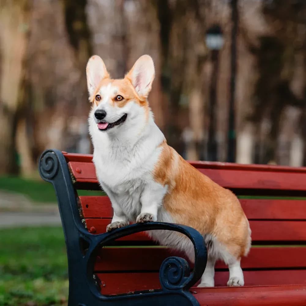 Welsh Corgi Pembroke — registro 03