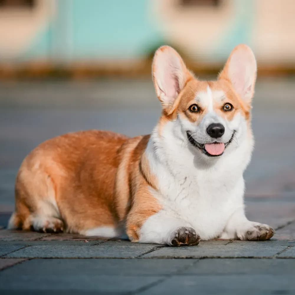 Welsh Corgi Pembroke — registro 04