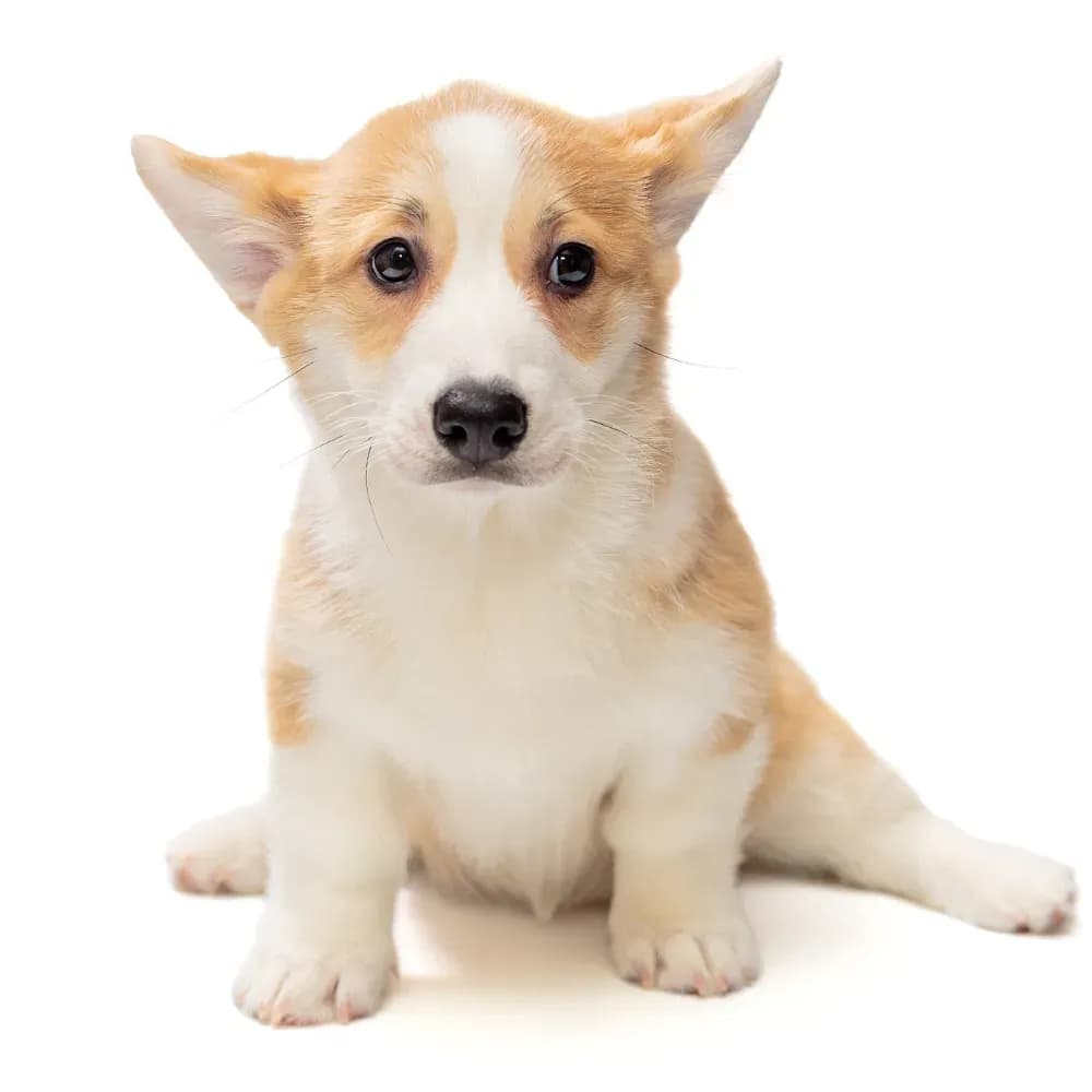 Welsh Corgi Pembroke — filhote