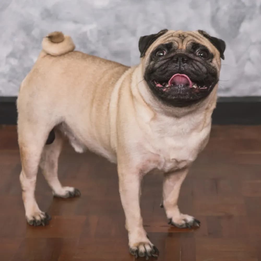 Pug — registro 01