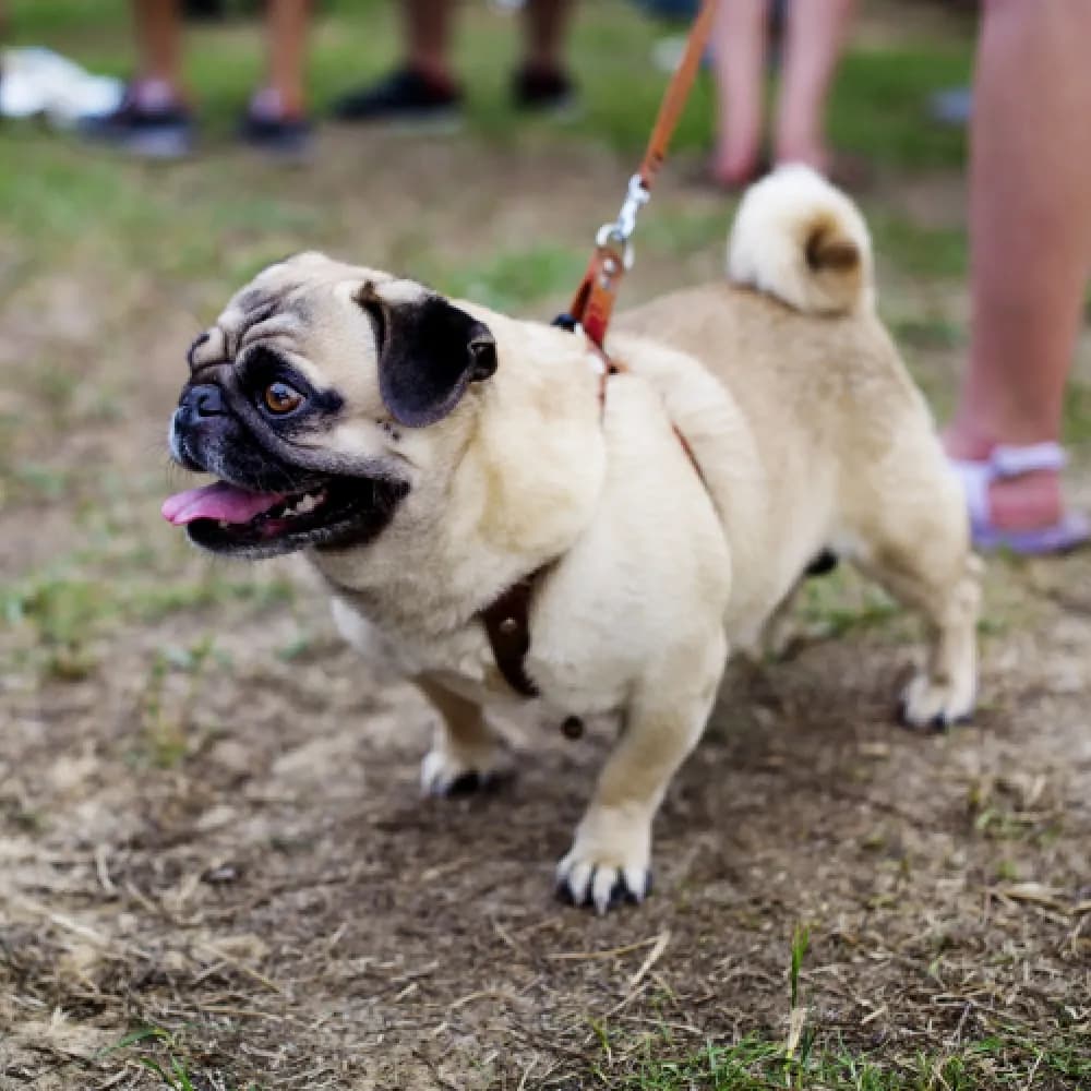 Pug — registro 02