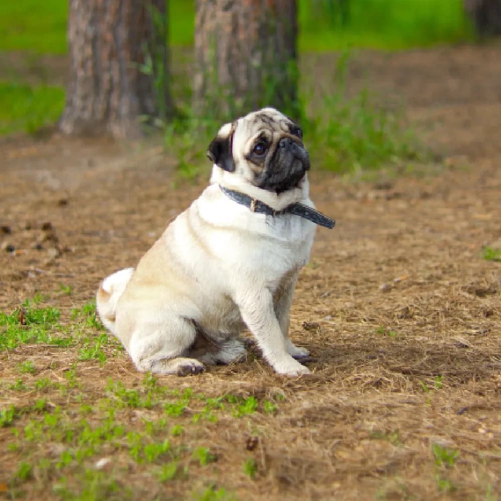 Pug — registro 03