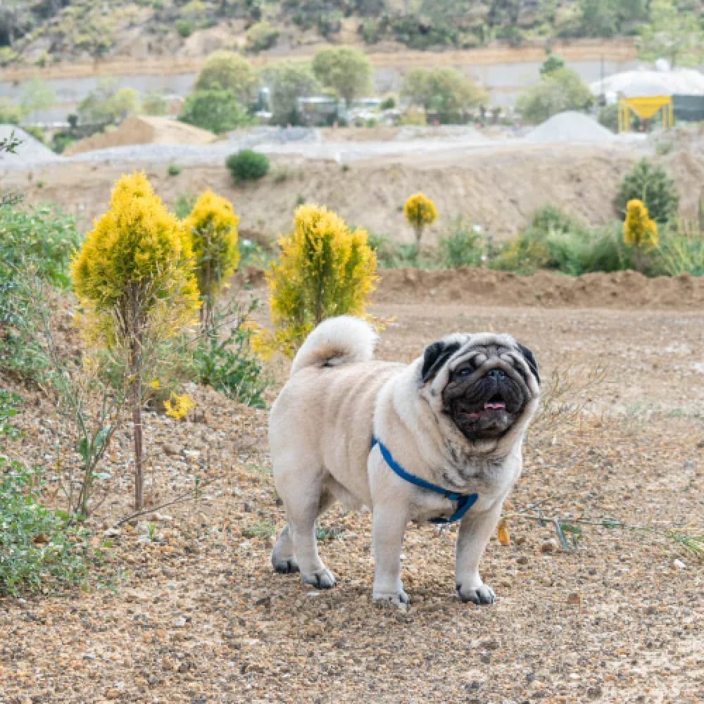 Pug — registro 04