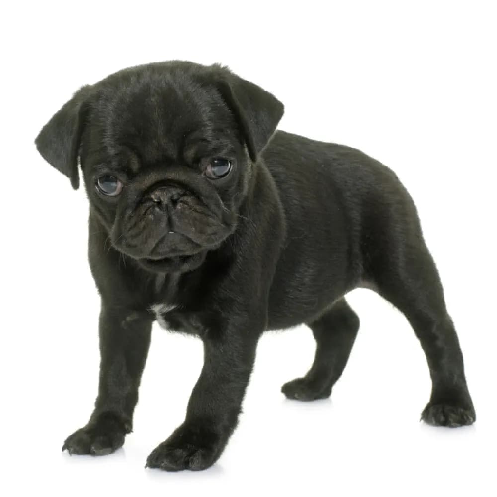 Pug — filhote
